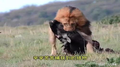 免费观看鬣狗之路,免费观看鬣狗之路，揭秘野生动物生存法则