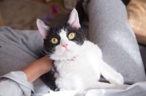 日本电影母猫在线播放,日本电影中的温情与救赎