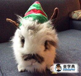 日本圣诞搞笑照片,创意照片诠释欢乐圣诞